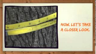 CS Training: Diameter (DBH)