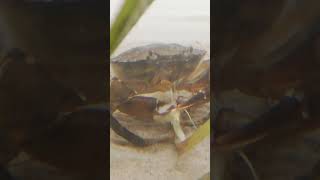 Green Crab Carcinus Maenas Eating Seagrass Zostera Marina
