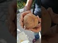 How to plant coconut at home. كيفية زراعة جوز الهند في المنزل.