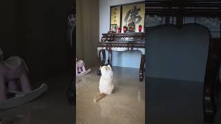 Kitty Bows Down シ