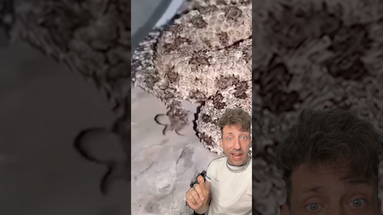 The Spider-Tailed Horned Viper is UNFAIR