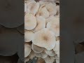 Трутовик зонтичный (Polyporus umbellatus) short #shorts