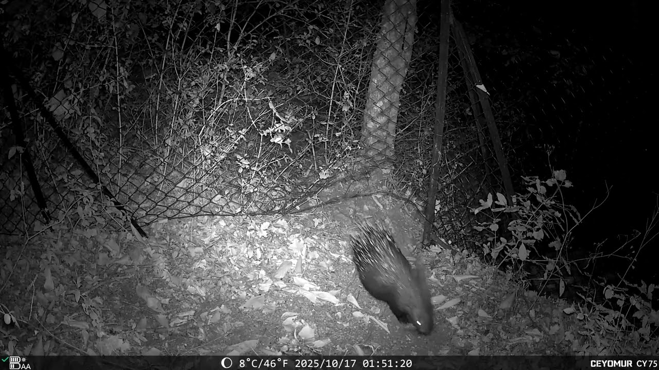 Fauna del 16 Ottobre 2025 – Gatto, Capriolo, Faina, Istrice | Appennino bolognese | RoffenoWild