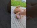 #cuteanimals #cats #catslove