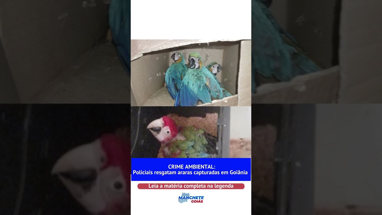 CRIME AMBIENTAL: Policiais resgatam araras capturadas em Goiânia