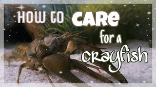 How to care for a Crayfish || All the Basics
