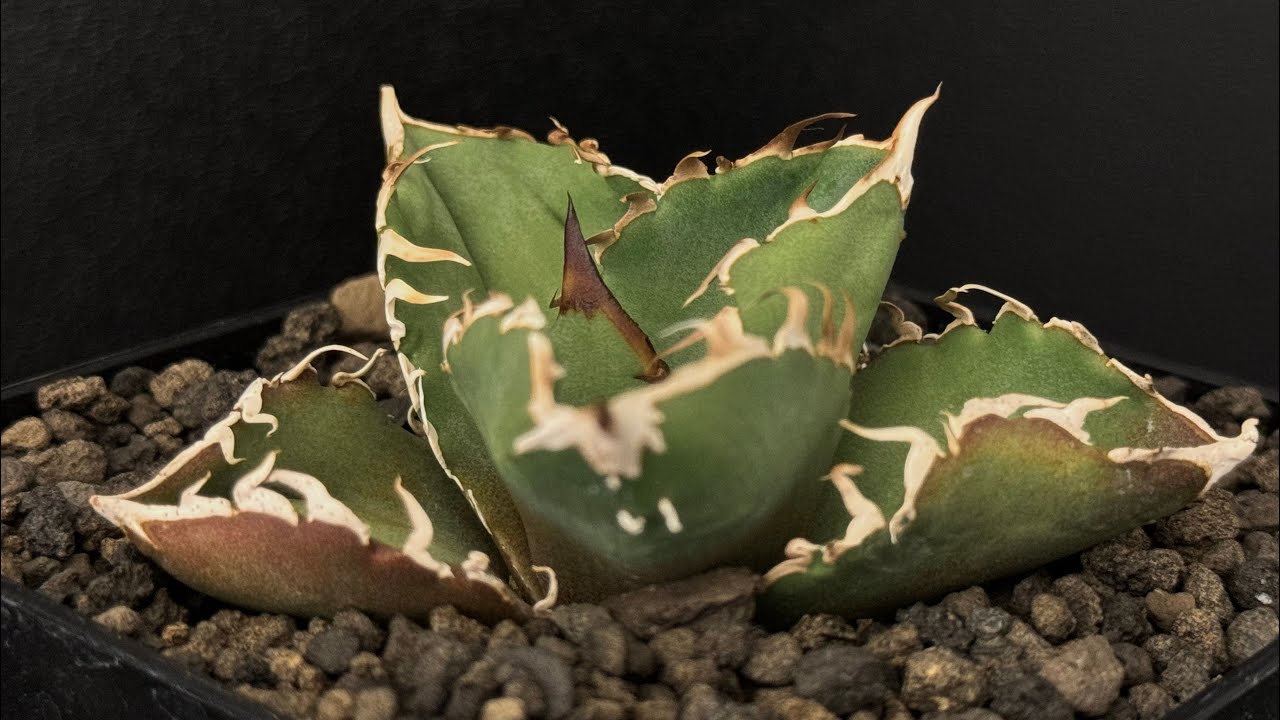Agave titanota cok cg01 追星 子株 【公式通販】
