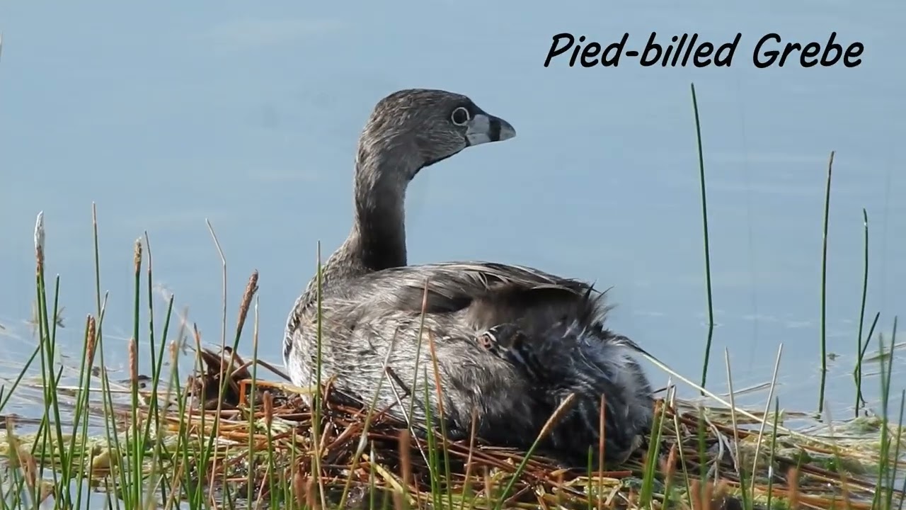 Grand Bahama Birding Trip August 2022