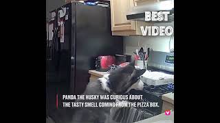 Husky accidentally starts a fire