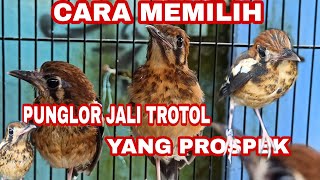Tutorial Memilih Punglor Jali Trotol || Jantan Prospek