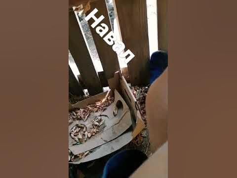 парим ашку - YouTube