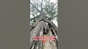 CÂY RỪNG ĐỘC LẠ SIÊU QUÝ HIẾM TRÊN TÂY NGUYÊN HÙNG VĨ