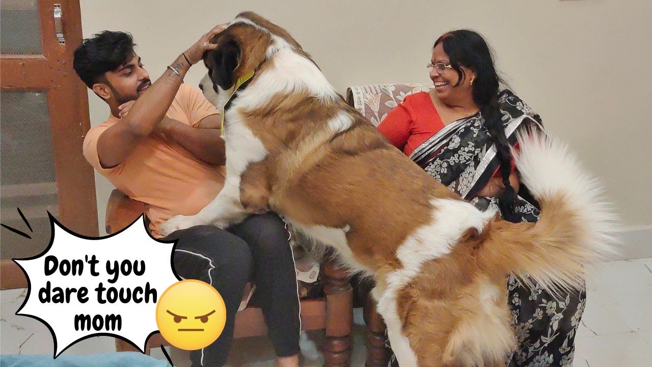Dog protecting owner Saint Bernard Cute Dog videos YouTube