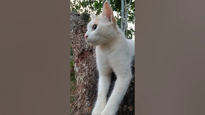 Video 11439631: cats catlover funny meow, catlover meow funny cute, cats cute animals catlover