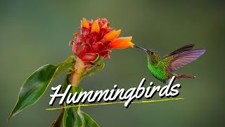 10 Best Flowers to Attract Hummingbirds to Your Garden 👌