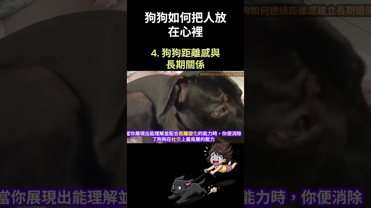 狗狗如何把人放在心裡 4 .狗狗距離感與 長期關係 縮圖