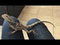 Próximos vídeos y actividades para el canal de CUARTO DE REPTILES