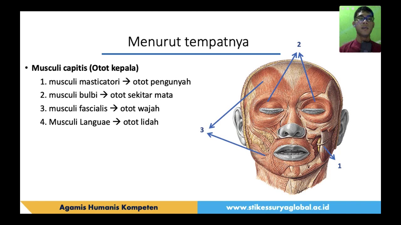 Anatomi Sistem Muskuloskeletal YouTube