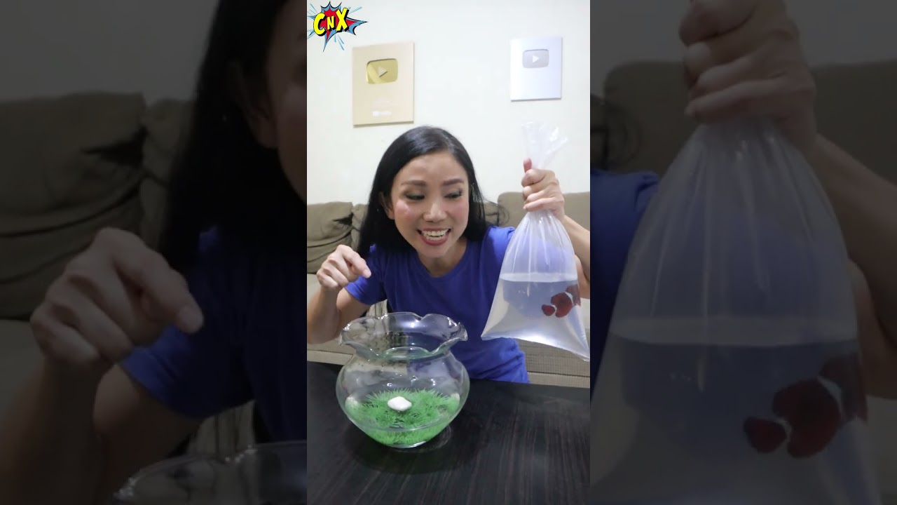 IKAN BADUT HIAS GORENG !! CnX Shorts