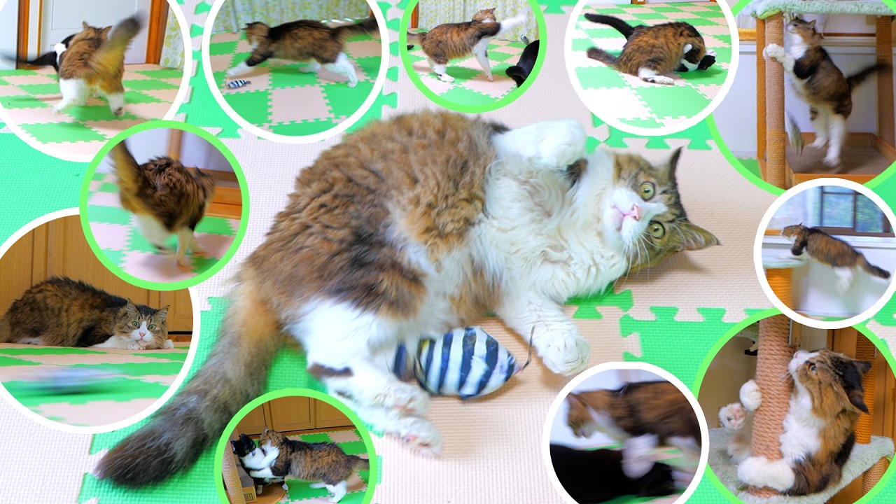 若猫2匹を蹴散らして遊び狂う12歳がこちらです