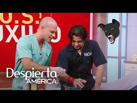Primeros auxilios: qué hacer en caso de mordedura de perro