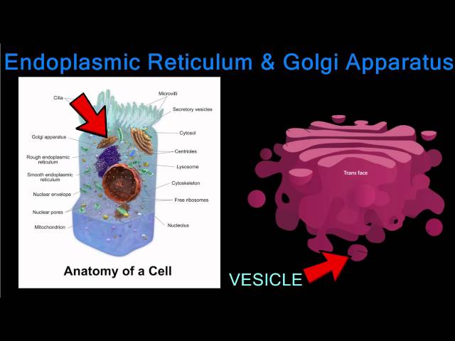The City's Factory and Packaging Plant  The Endoplasmic Reticulum and Golgi  Apparatus - YouTube