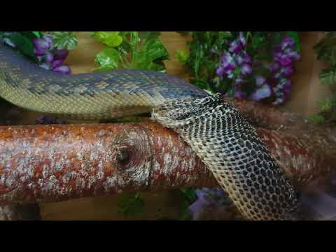 Havoc, female Oksibil/Highland Scrub Python Shedding