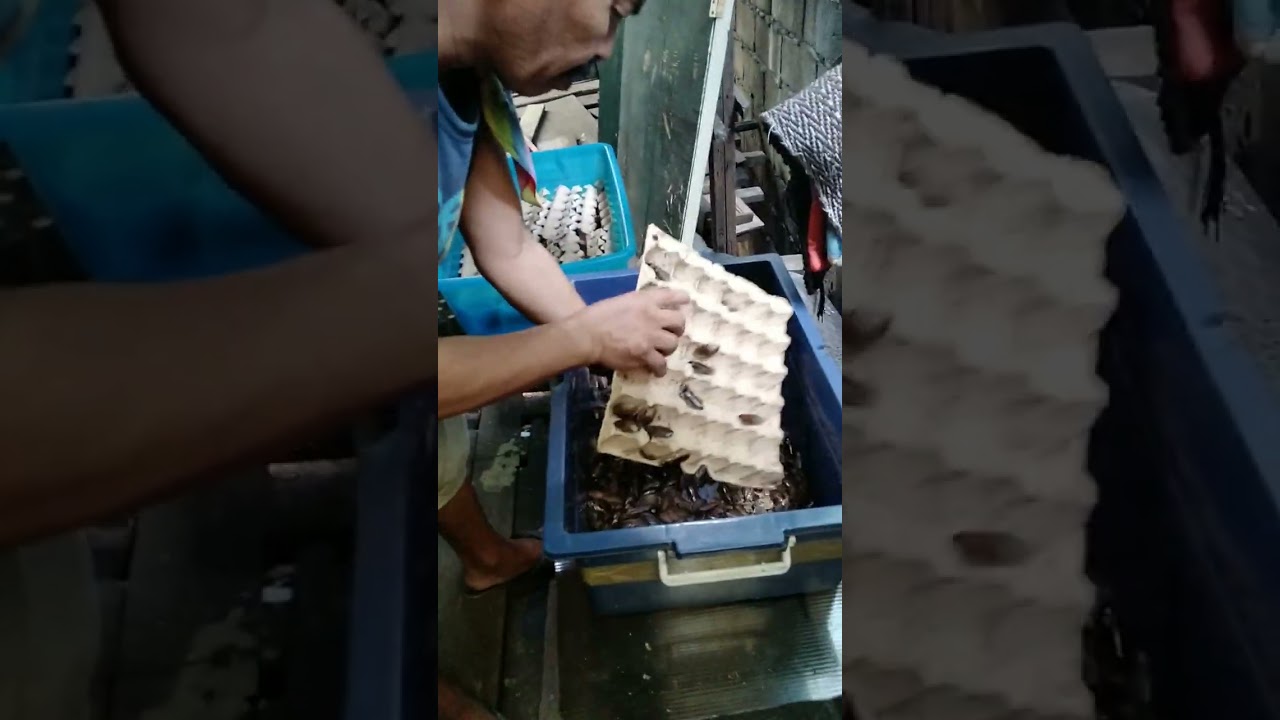 obatskie dubia roaches 4 sale taga QC Lang po ako