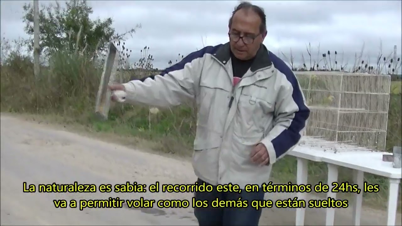 Suelta de ejemplares de loros para preservación de la especie