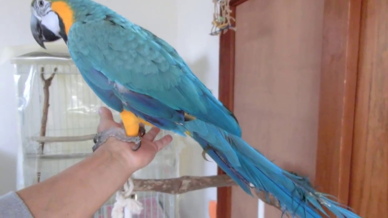 インコリルのリーフレット