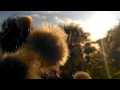 Vodafone Smart Ultra 6: 1080p video test, macro