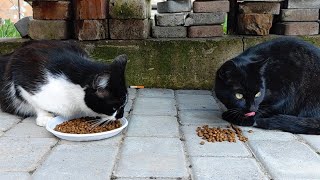 Streunerkatzen füttern