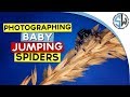 Photographing baby regal jumping spiders