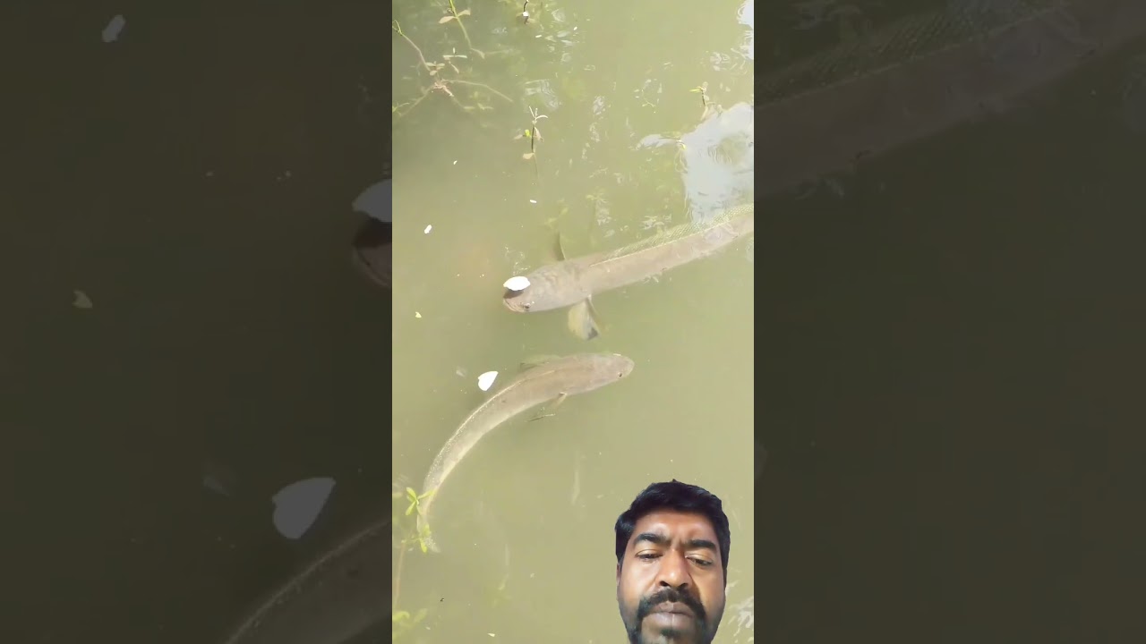 snakehead murel meeting  - talab mein 