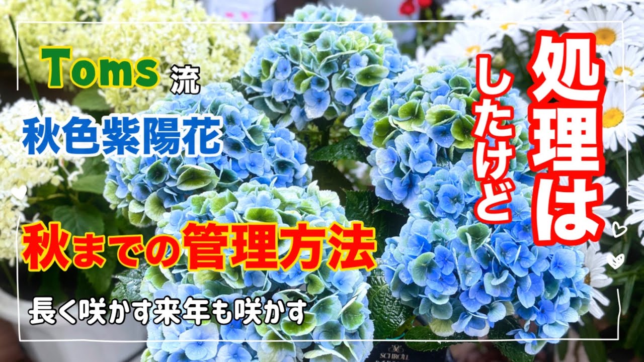 ハイドランジア　リシアンサス column-lisianthus-02.jpg