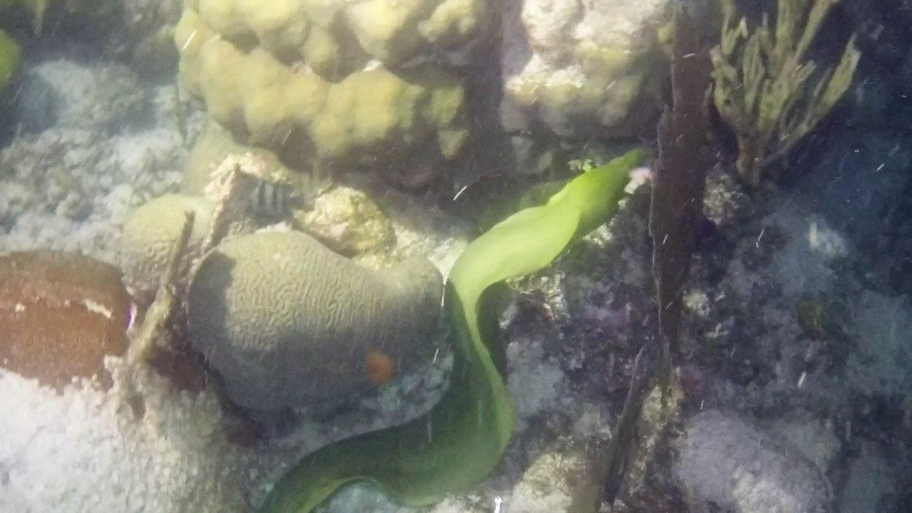 Giant Moray Eel hunting YouTube