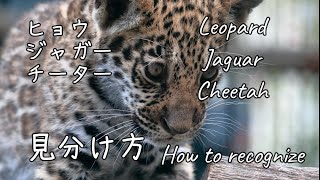 🐆 「ジャガー」と「ヒョウ」と「チーター」の見分け方 ～動画解析