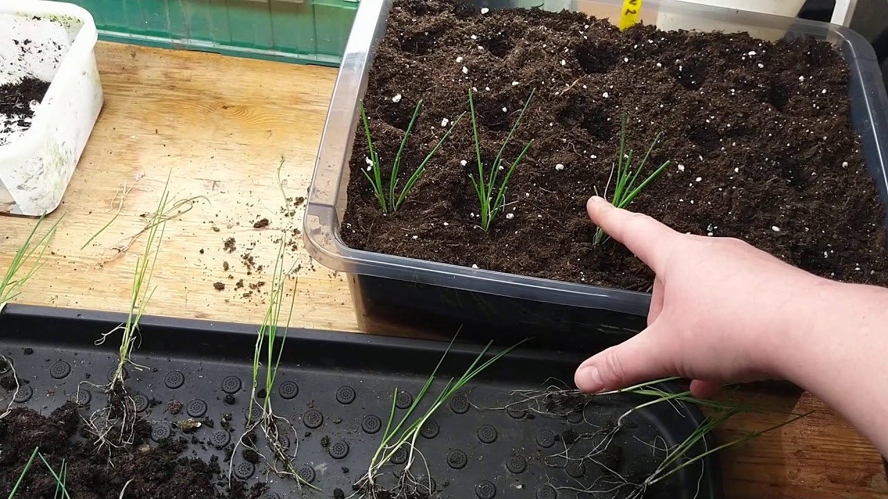 Serie: Purjolök. Del 2- omplantering