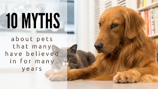 10 Myths About Pets That Many Have Believed in For Many Years