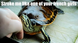 Turtle loves attention