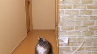 努力して成長した猫 ノルウェージャンフォレストキャットHe made efforts and grew up.Norwegian Forest cat.