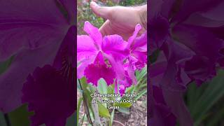 Cattleya  labiata híbrido blc #orquidias #flores #plantas