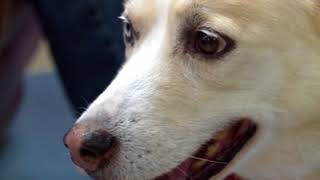 Experts explain difference between service, therapy dogs