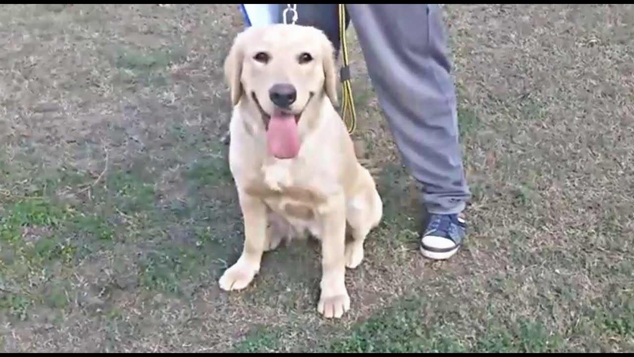 Dog show Lahore 2018