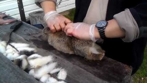 Skinning and gutting rabbits - My way