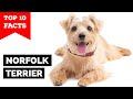 Norfolk Terrier - Top 10 Facts の動画、YouTube動画。