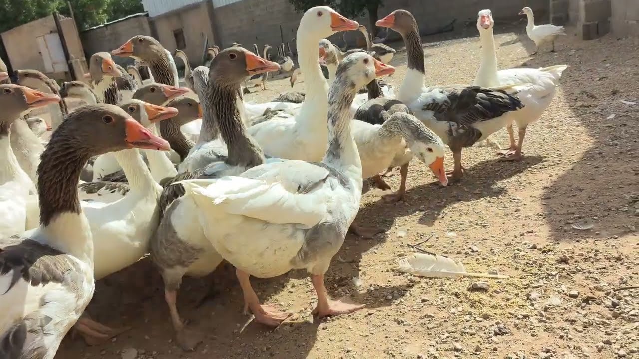 بدايه مشروع تربيه الوز الصيني والوز البلدي والعراقي 🥳