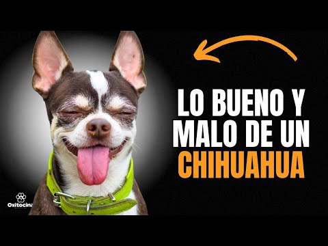 Video: Las ventajas y desventajas de poseer un chihuahua de pelo largo