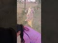 79 ko hindi me kya bolte h🤣#maasi bhanji ki acting superb 🤣🤣🤣🤣#enjoy #subscribe #funnyvideo