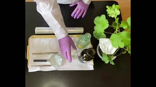 Lecții De Biologie Experimentală Evidențierea Procesului De Fotosinteză